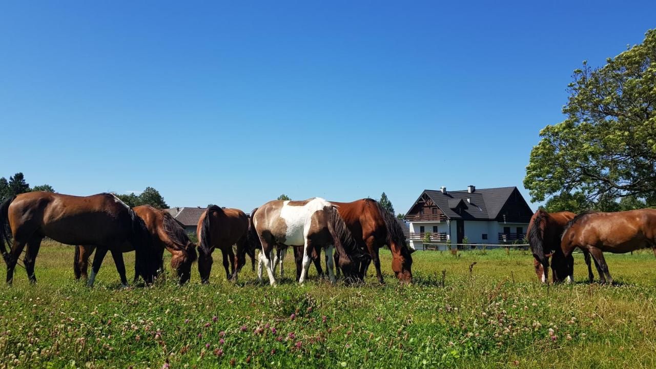 Отели типа «постель и завтрак» Agroturystyka Malowane Wierchy Gładyszów-33